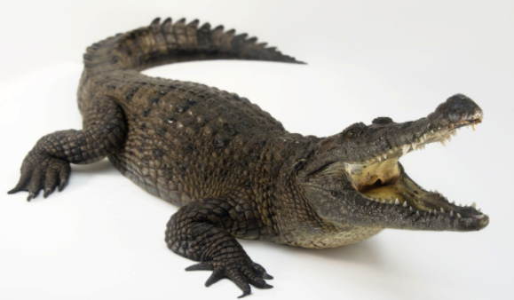 hoto Ark: New Guinea Crocodile | National Geographic Society